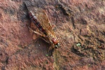 Schlupfwespe (Ichneumonidae sp)