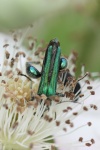 Grner Scheinbockkfer (Oedemera nobilis)