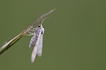 Klappertopf-Kapselspanner (Perizoma albulata)