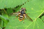 Groe Torfschwebfliege (Sericomyia silentis)