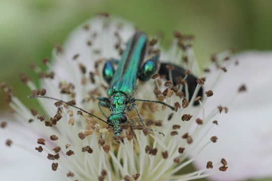 Grner Scheinbockkfer (Oedemera nobilis)