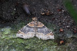 Dunkle Rostfarben-Blattspanner (Xanthorhoe ferrugata)