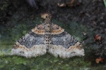 Dunkle Rostfarben-Blattspanner (Xanthorhoe ferrugata)