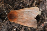 Zimtbr (Phragmatobia fuliginosa)