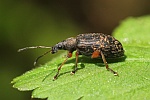 Spornblattrüssler (Phyllobius glaucus)
