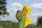 Laubfrosch (Hyla arborea)