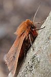 Zimtbr (Phragmatobia fuliginosa)
