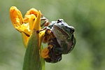 Laubfrosch (Hyla arborea)
