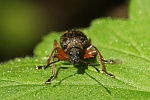 Spornblattrüssler (Phyllobius glaucus)