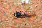 Riesenholzwespe (Urocerus gigas)