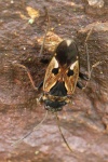 Gemeine Bodenwanze (Rhyparochromus vulgaris)