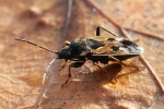 Gemeine Bodenwanze (Rhyparochromus vulgaris)