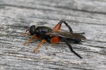 Schwebfliege Chalcosyrphus (Chalcosyrphus femoratus)