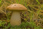 Birkenrhrling (Leccinum scabrum)