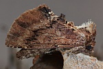 Kamelspinner (Ptilodon capucina)