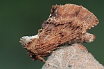 Kamelspinner (Ptilodon capucina)