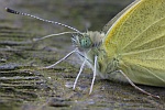 Karstweiling (Pieris mannii)