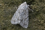 Ahorn-Rindeneule (Acronicta aceris)