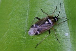 Eichenwanze (Harpocera thoracica)
