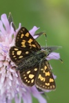 Gelbwrfeliger Dickkopffalter (Carterocephalus palaemon)