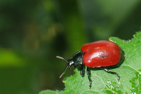 Pappelblattkäfer (Melasoma populi)