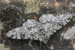 Birkenspanner (Biston betularia)