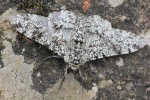 Birkenspanner (Biston betularia)