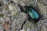 Kleiner Julikfer (Anomala dubia)