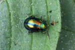 Bunter Hohlzahn-Blattk�fer (Chrysolina fastuosa)