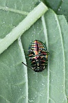 Bunter Hohlzahn-Blattk�fer (Chrysolina fastuosa)