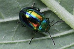 Bunter Hohlzahn-Blattk�fer (Chrysolina fastuosa)
