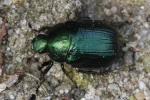 Kleiner Julikfer (Anomala dubia)