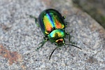 Bunter Hohlzahn-Blattk�fer (Chrysolina fastuosa)