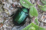 Kleiner Julikfer (Anomala dubia)