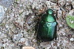 Kleiner Julikfer (Anomala dubia)