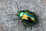Bunter Hohlzahn-Blattk�fer (Chrysolina fastuosa)