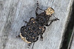 Breitrler (Platyrrhinus resinosus)