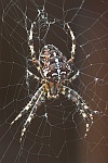 Gartenkreuzspinne (Araneus diadematus)