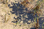 Kreuzkrte (Bufo calamita)