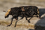 Breitrler (Platyrrhinus resinosus)