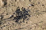 Kreuzkrte (Bufo calamita)