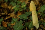 Stinkmorchel (Phallus impudicus)