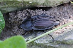 Starkgerippter Geradschienen-Aaskfer (Silpha carinata)