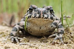 Wechselkrte (Bufo viridis)