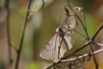 Hartheuspanner (Siona lineata)
