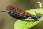 Blauflgel-Prachtlibelle (Calopteryx virgo)