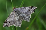 Dunkelgrauer Eckfl�gelspanner (Macaria alternata)