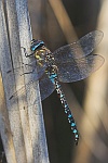 Herbst-Mosaikjungfer (Aeshna mixta)