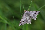 Dunkelgrauer Eckfl�gelspanner (Macaria alternata)