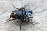 Blaue Schmeifliege (Calliphora vicina)